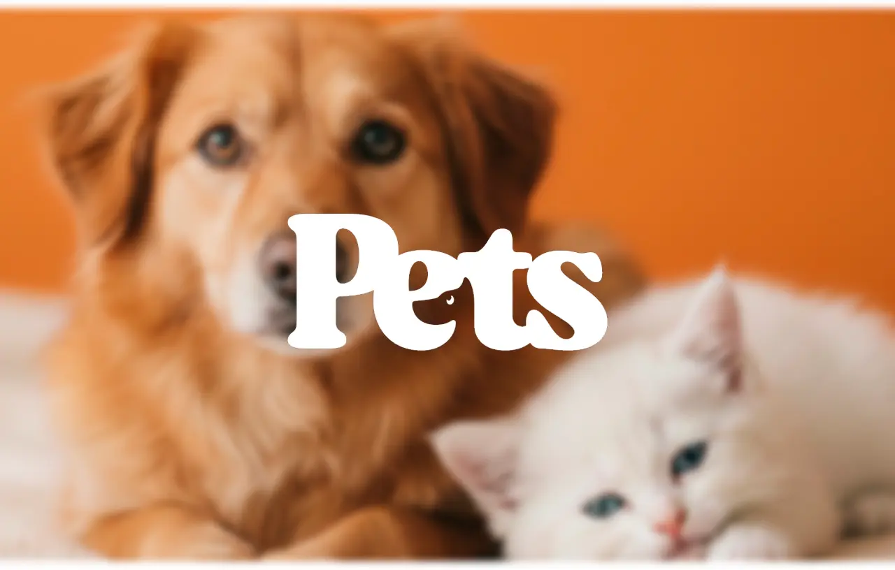 Subheader Nuestra App Imagen