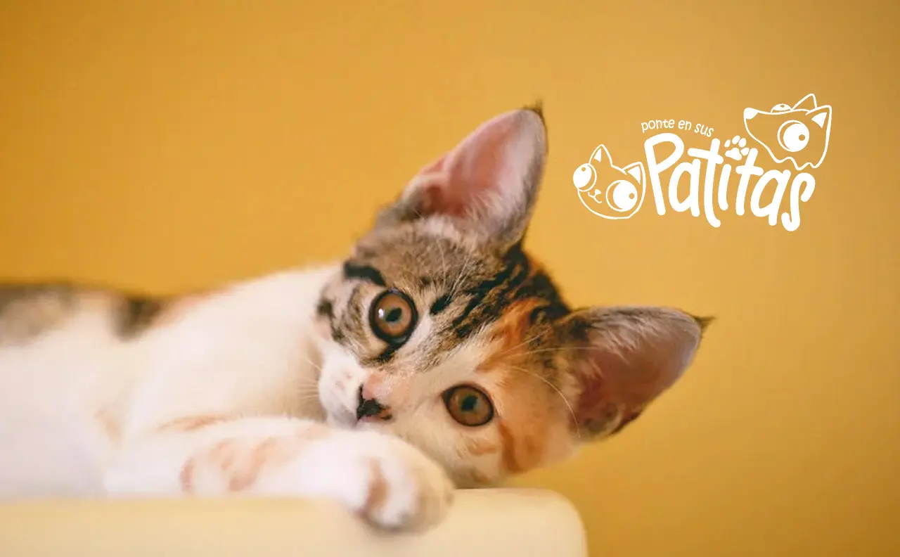 Subheader SobrePets Imagen